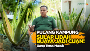 Read more about the article Aloevera Aland Land