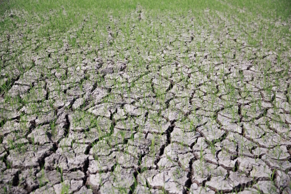 Emerging green grass sprouting through cracked dry soil symbolizes resilience and new life.