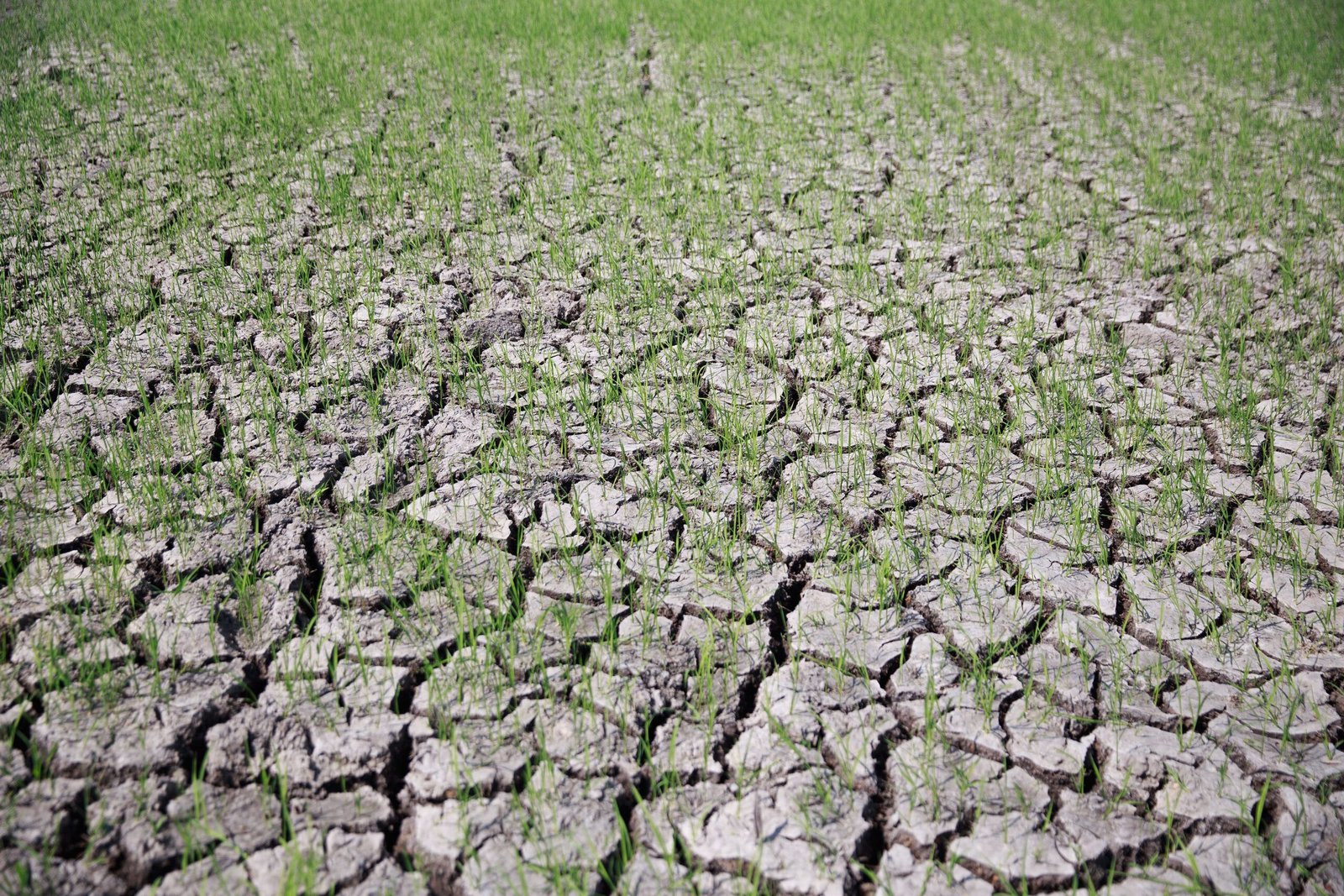 Emerging green grass sprouting through cracked dry soil symbolizes resilience and new life.